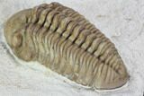 Bargain, Long Kainops Trilobite - Oklahoma #104033-5